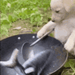 dog cooking a fish